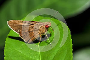 Matapa aria on the leaves