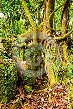 Matapalo Tree In The Cloud Forest photo