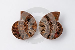 Matched pair of Ammonite Fossils on white background