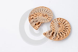 Matched pair of light brown Ammonite Fossil specimens on white background photo