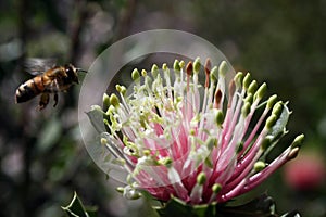 Matchstick Banksia plus Bee