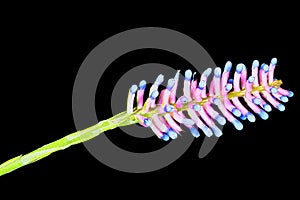 Matchstick bromeliad, Aechmea gamosepala, close-up, macro