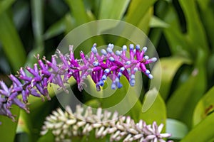 Matchstick bromeliad (aechmea gamosepala) with with inflorescence of pink calyces and bluish purple flowers