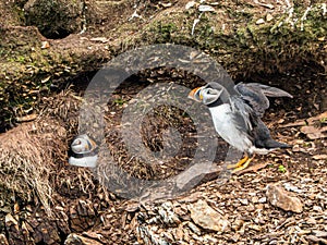 Mated Atlantic Puffins