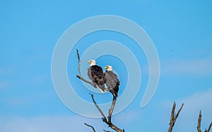 Mated bald eagle