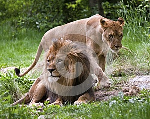 Mated Lions