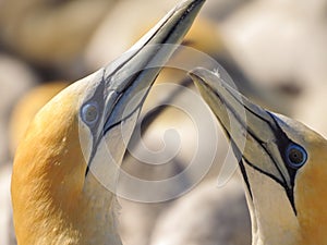 Mated Pair of Australasian Gannets