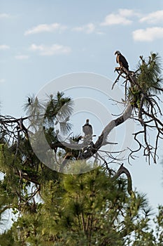 Mated pair of Bald eagle Haliaeetus leucocephalus birds