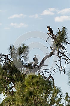 Mated pair of Bald eagle Haliaeetus leucocephalus birds