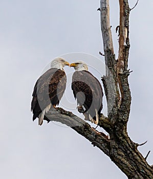 Mated pair of bald eagles perched in a tree with their beaks close to each other