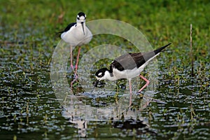 Mated Pair of Black-necked Stilts