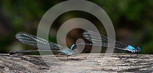 A Mated Pair of Blue Fronted Dancers