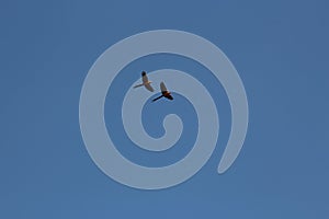 A mated pair of Blue and Yellow Macaws flying against a pure blue sky in Peru