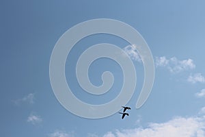 A mated pair of Blue and Yellow Macaws flying against the sky in Puerto Maldonado, Peru