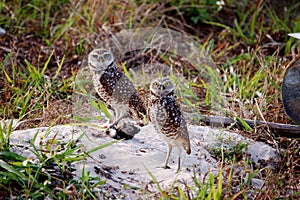 Mated Pair Burrowing Owls