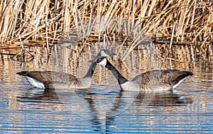 Mated Pair of Canada Geese in Colorado Marsh