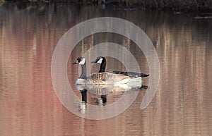 Mated pair of Canada Geese on pond