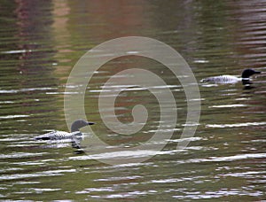 Mated pair of Common Loons on Lake of the Woods
