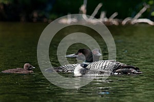 Mated pair of common loons with young.