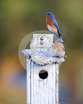A mated pair of Eastern Bluebirds Sialia sialis perched on a bird house