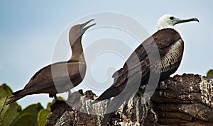 Mated pair of frigate birds