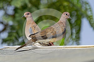Mated Pair of Laughing Doves Spilopelia Senegalensis Perched on a Garden Shed
