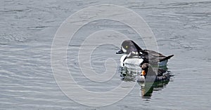 A mated pair of loons swimming in Yellowstone Lake in Yellowstone National Park.