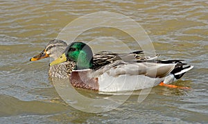 A mated pair of Mallard Ducks