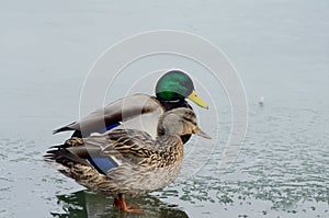 A mated pair of Mallard ducks