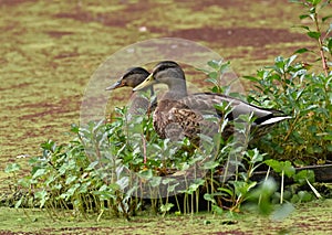 A mated pair of mallards among the water plants