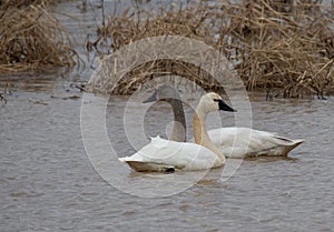 Mated pair of migrating Tundra Swans swimming in the Blackwater National Wildlife Refuge. photo