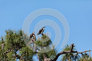Mated pair of osprey Pandion haliaetus bird of prey in a pine tree