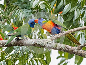 Mated Pair Of Rainbow Lorikeets