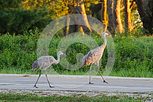 A Mated Pair of Sandhill Cranes Crossing a Street at Sunset