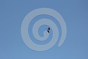 A mated pair of Scarlet Macaws, Ara Macao, flying overhead against a clear, blue sky in Peru, South America