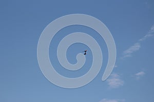 A mated pair of Scarlet Macaws, Ara Macao, flying overhead against a clear, blue sky in Puerto Maldonado, Peru