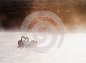 Mated pair of swans on foggy lake