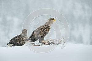 A mated pair of White Tailed Eagles.