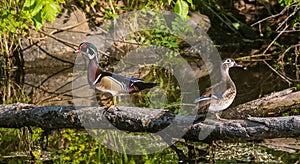 Mated pair of wood ducks perched on a fallen log