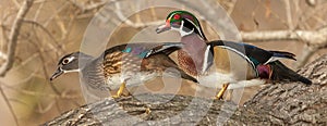 Mated Wood Ducks