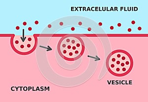 Endocytosis process. Cellular mechanism in which substances are brought into the cell. photo