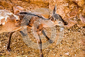 The maternal instinct of the deer