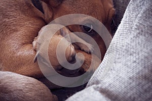 Maternal instinct of female pinscher photo