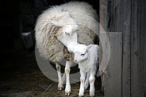 Maternal instinct. Sheep and lamb.