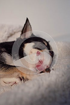 Maternal love betwen a chihuahua mom and her little white baby. 35mm canon 6d