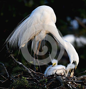 Maternal love of birds