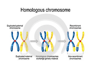 Maternal & paternal homologous