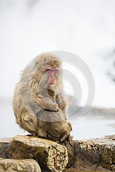 Maternal Wild Snow Monkey Mom Hugging Baby on Rocks