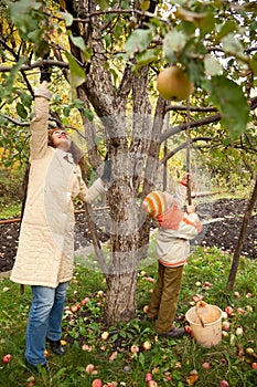 Mather and son gather apples in autumnal garden