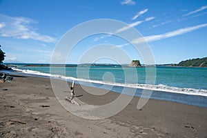 Matheson Bay driftwood on beach under blue sky